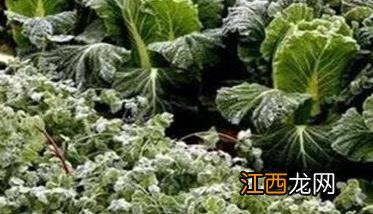 蔬菜冻害的症状有哪些图片 蔬菜冻害的症状有哪些