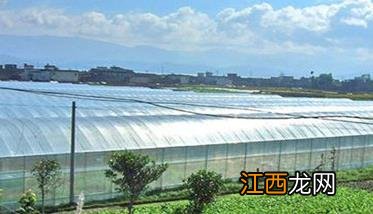 怎样种植大棚菜才能高产:共享六个蔬菜高产妙招