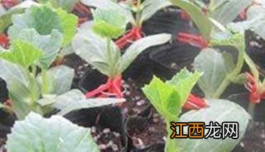 怎样种植大棚菜才能高产:共享六个蔬菜高产妙招