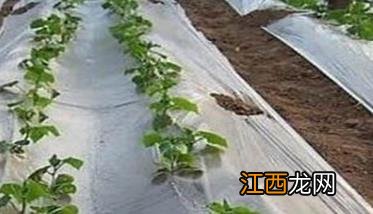 怎样种植大棚菜才能高产:共享六个蔬菜高产妙招