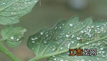 白粉虱的防治方法，白粉虱是如何危害农作物的