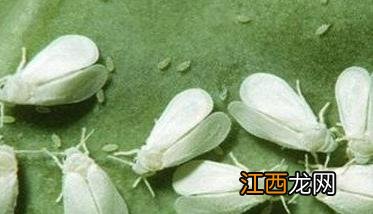 白粉虱的防治方法，白粉虱是如何危害农作物的