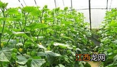 反季节蔬菜栽培大棚合理调控温度的方法