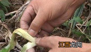 大葱种植时间和种植方法介绍 大葱怎样种植和时间