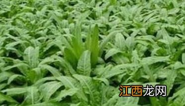 谈谈茄果类蔬菜育苗 番茄种植育苗