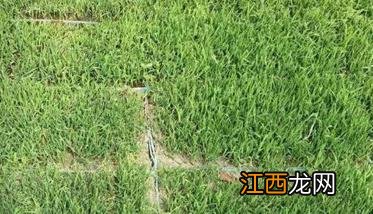 谈谈茄果类蔬菜育苗 番茄种植育苗