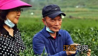 辣椒的栽培时间 辣椒的栽培季节与具体种植步骤