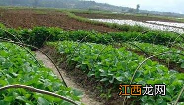 蔬菜的高效育苗技术概述 目前常用的蔬菜育种技术有哪些