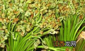 蕨菜 营养 蕨菜的营养价值和医疗作用