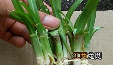 韭菜根种植方法 韭菜根种植方法图解