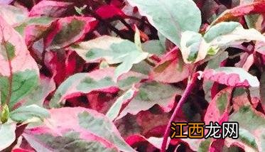 苋菜的类型介绍图片 苋菜的类型介绍