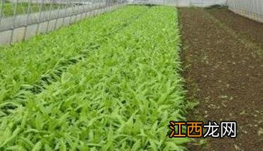 油麦菜如何种植，油麦菜种植技术与管理方法