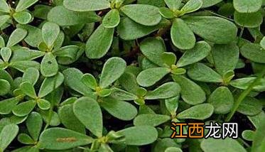 山野菜的种类及山野菜种植方法 山野菜种植项目哪个好