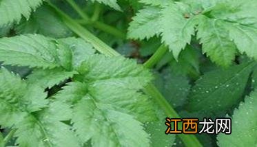 山野菜的种类及山野菜种植方法 山野菜种植项目哪个好