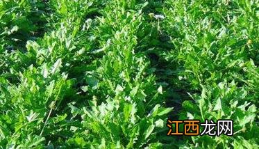 山野菜的种类及山野菜种植方法 山野菜种植项目哪个好