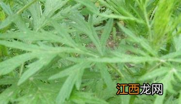 山野菜的种类及山野菜种植方法 山野菜种植项目哪个好