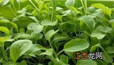 上海鸡毛菜是什么菜 鸡毛菜是什么菜