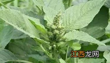 苋菜怎样种植技术 苋菜的种植方法与技术要点