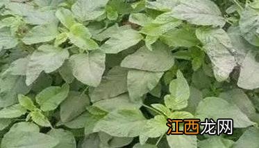 苋菜啥时候种植 苋菜种植时间与方法简介