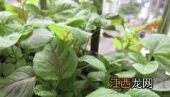 苋菜啥时候种植 苋菜种植时间与方法简介