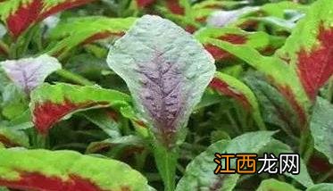 苋菜啥时候种植 苋菜种植时间与方法简介