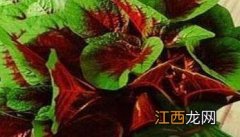 红苋菜什么时候种植最好 红苋菜什么时候种植最好活