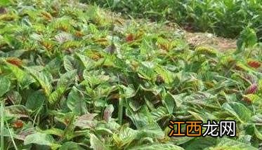 苋菜栽培技术要点 苋菜种植技术要点