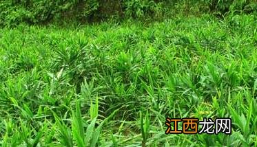 生姜种植技术 生姜种植时间