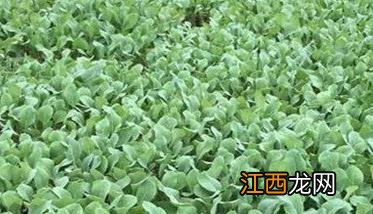 花椰菜种植技术与管理方法 花椰菜栽培技术