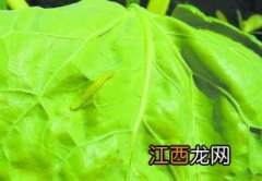 生物性激素诱杀蔬菜小菜蛾的方法 小菜蛾性诱剂