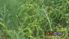 芦笋的用法 芦笋-有关芦笋的知识