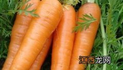 胡萝卜高产栽培技术 胡萝卜高产栽培技术视频