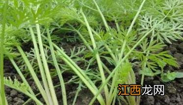 胡萝卜种植时间及技术要点 胡萝卜种植技术要点与步骤