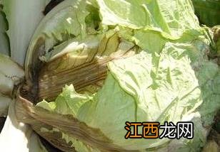 白菜软腐病的防治方法 白菜软腐病如何根治