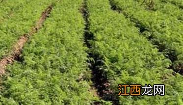 胡萝卜种植方法 胡萝卜种植方法步骤视频