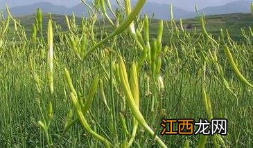 黄花菜常见的病虫害有哪些 黄花菜的病虫防治方法