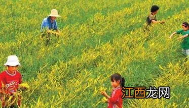 如何种植黄花菜 如何种植黄花菜苗