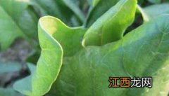 菠菜病虫害怎样防治? 菠菜常见病虫害防治方法