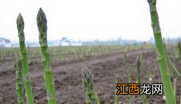 芦笋种植常见问题和解决办法 芦笋怎么种植方法如下