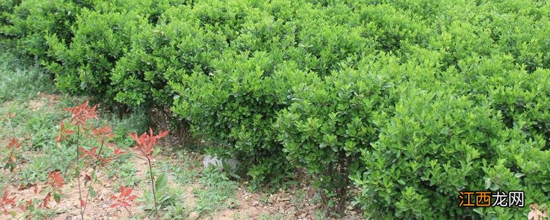 独木啥意思 苗木独本是什么意思