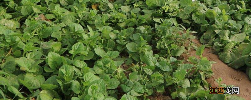 蔬菜分拣员是做什么的 蔬菜分拣员是干什么的