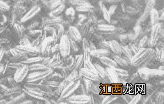 小茴香起什么作用? 小茴香的作用有哪些？