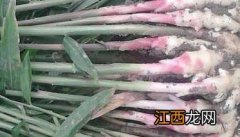 生姜的种植季节是什么时候 生姜的种植时间是什么时候？