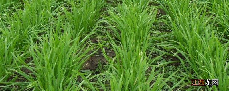 韭菜每亩产多少斤 韭菜亩产量一般多少斤