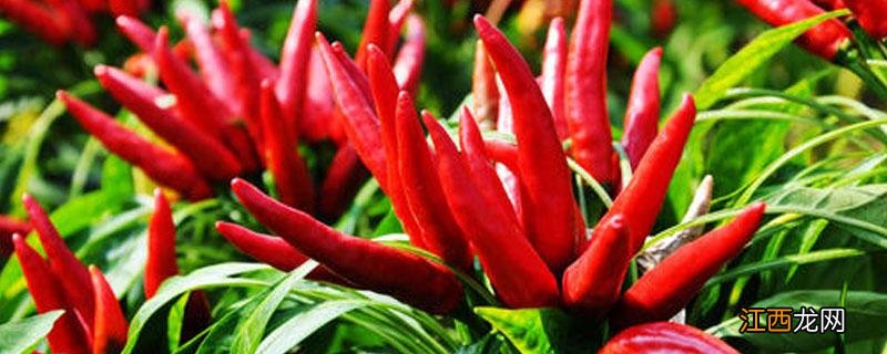 朝天椒什么时候打落叶的药 朝天椒落叶剂使用注意事项