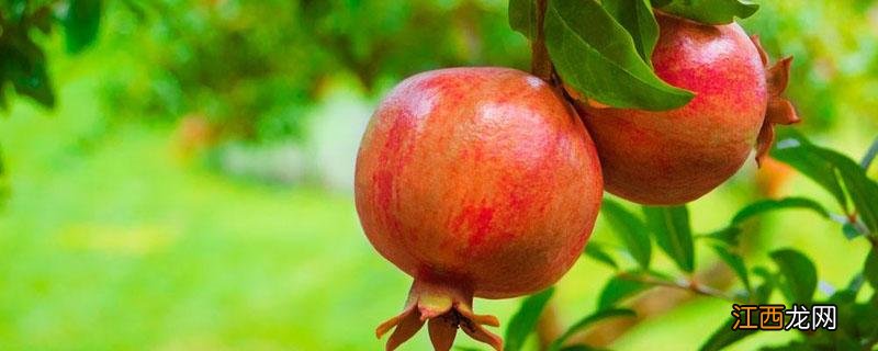 盆栽石榴怎么种 石榴怎么种