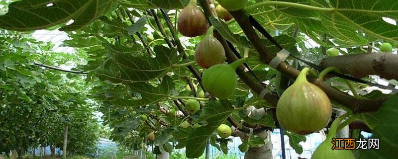 无花果树一亩地栽多少棵 无花果亩栽多少棵