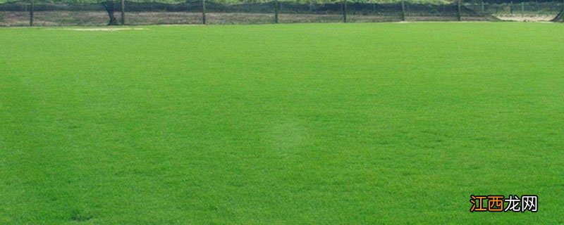 百慕大草坪特点 百慕大草坪特点用什么杀虫剂