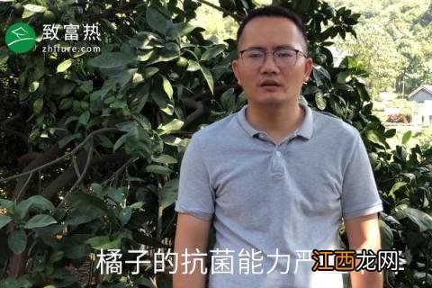 橘子 发苦 橘子苦是怎么回事