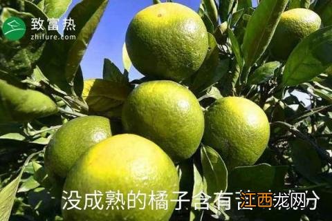 橘子 发苦 橘子苦是怎么回事